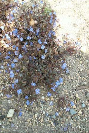 Veronica peduncularis 'Oxford Blue'