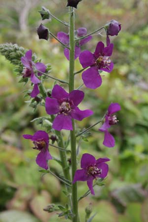 Verbascum phoeniucum 'Violetta'