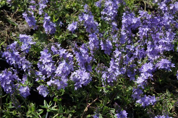 Veronica prostrata 'Blauspiegel'