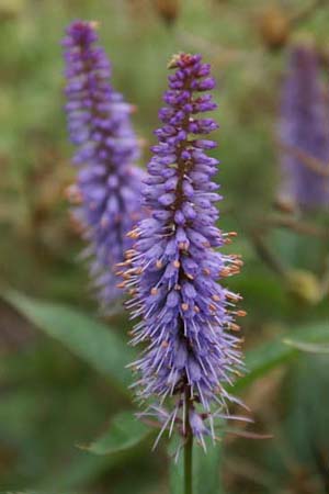 Veronicastrum sibiricum 'Red Arrows'