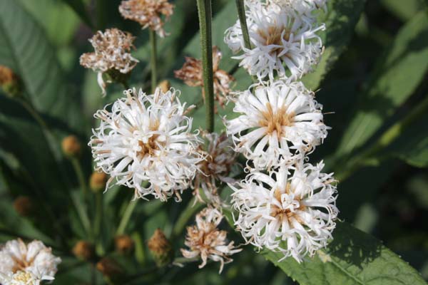 Vernonia 'Speyerer Schneekuppel'