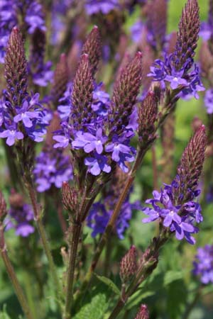 Verbena stricta