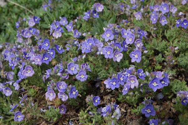 Veronica teucrioides