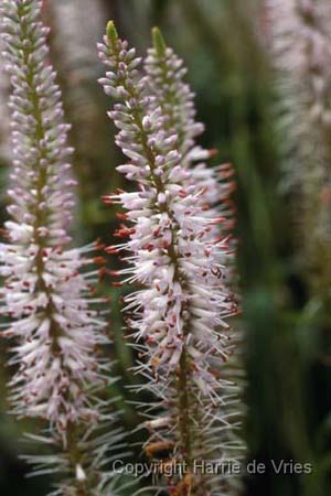 Veronicastrum virginicum 'Lavendelturm'