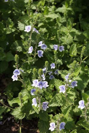 Veronica chamaedrys subsp. vindobonensis