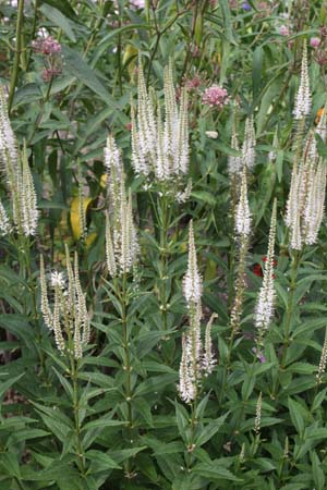 Veronicastrum virginicum 'Diane'