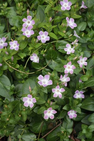 Vinca difformis 'Jenny Pym'