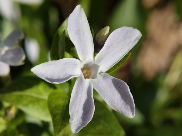 Vinca difformis