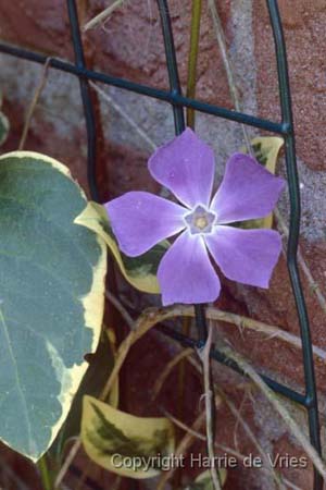 Vinca major 'Variegata'