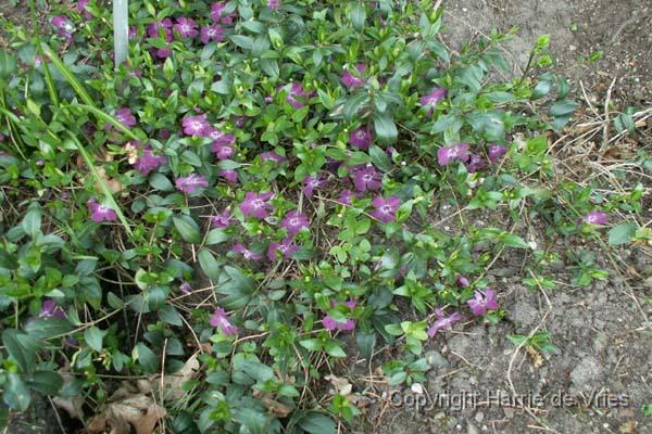 Vinca minor 'Atropurpurea'