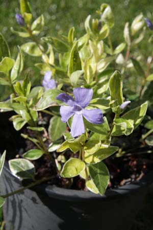 VINCA minor 'Argenteovariegata'