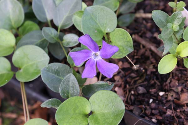 Vinca major 'Victoria'