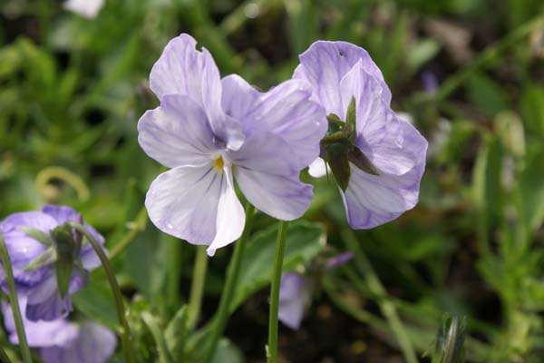 Viola cornuta 'Myfawnny'