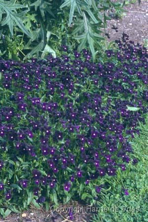 Viola cornuta 'Rosthorne Black'