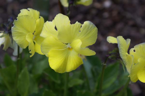 Viola cornuta 'Judy Goring'