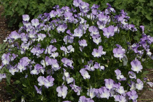 Viola cornuta 'Kitty White'