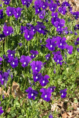 Viola cornuta 'Louis'