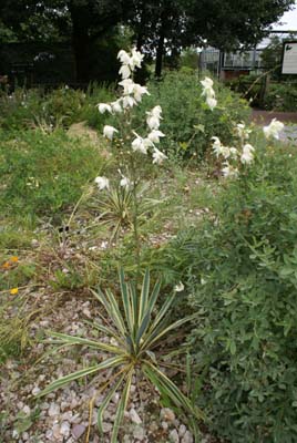 Yucca