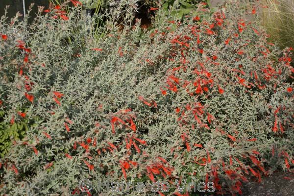 Zauschneria californica 'Olbrich's Silver'