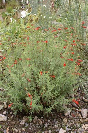 Zauschneria californica 'Western Hills'