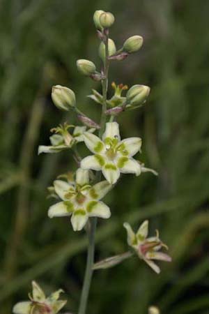 Zigadenus elegans