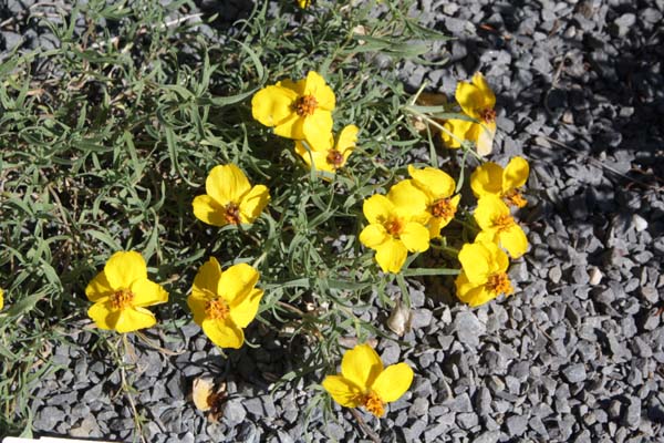 Zinnia grandiflora