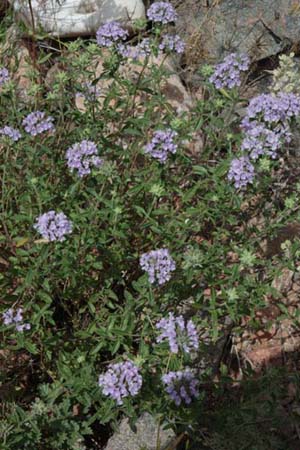 Ziziphora clinopodioides (coll Tian-Shan)