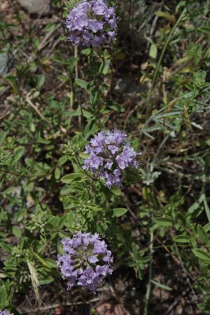 Ziziphora clinopodioides (coll Tian-Shan)